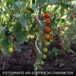 Špirála k paradajkám 1800 mm | pozinkovaná