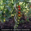 Záhradná špirála k paradajkám 1800 mm | zelená